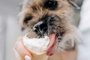 Helado para perros: una forma deliciosa de cuidarlos en verano