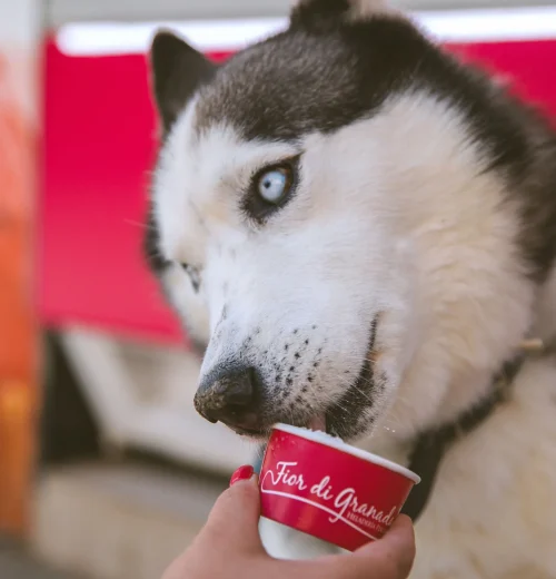 Helado para perros en Granada